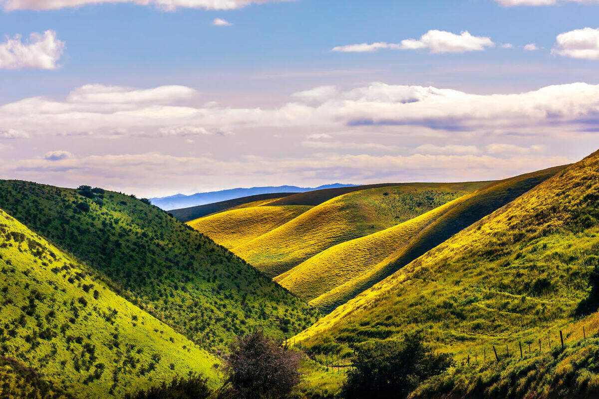 Photos: CA wildflower super bloom images from Carrizo Plain | San